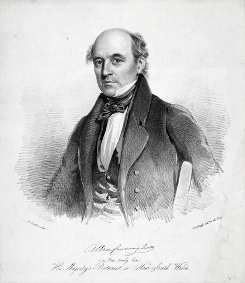Allan Cunningham, Explorer